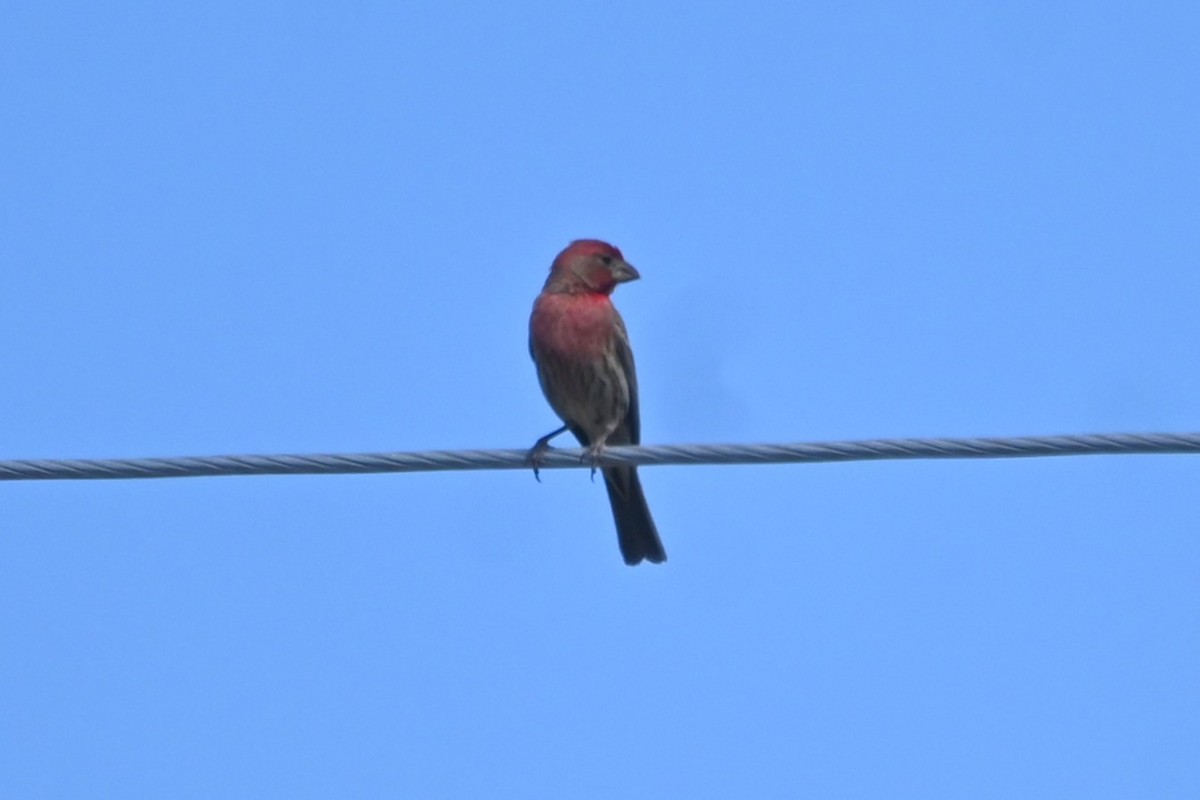House Finch - ML637549844