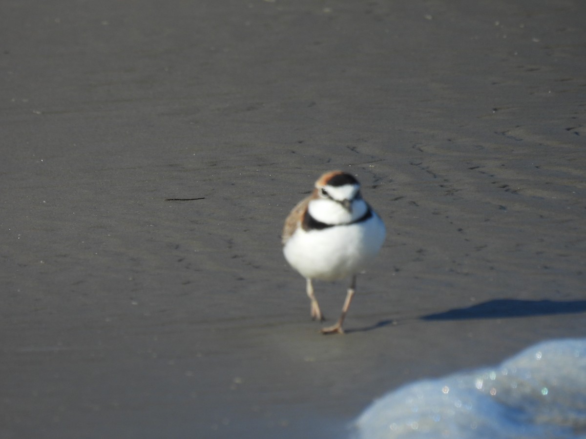 Collared Plover - ML637549871