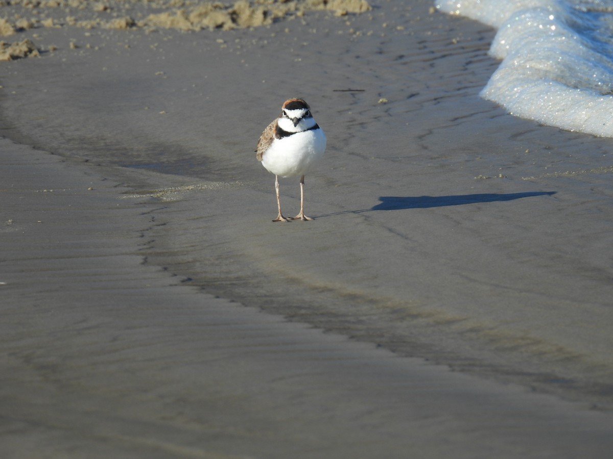 Collared Plover - ML637549872
