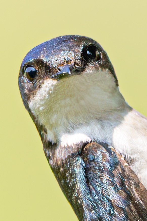 Tree Swallow - ML637549876