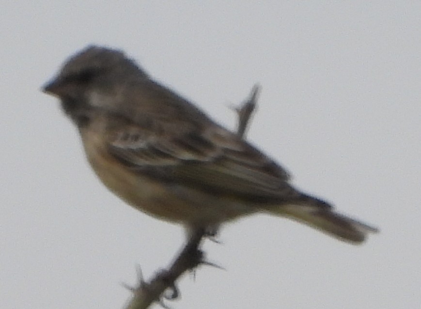 Black-throated Canary - ML637549894