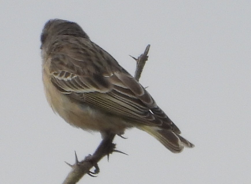 Black-throated Canary - ML637549895