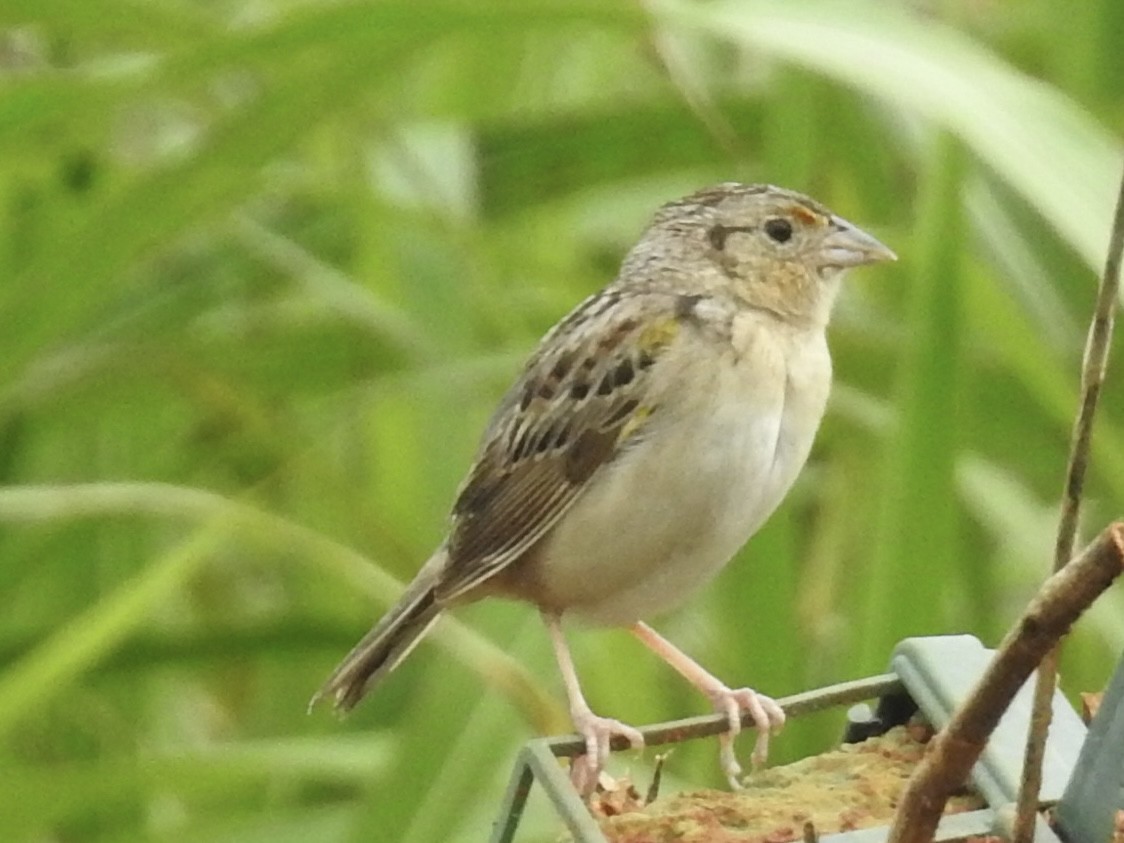 Grasshopper Sparrow - ML637549910
