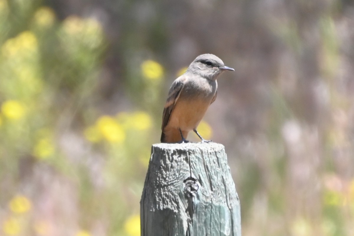 Say's Phoebe - ML637549916