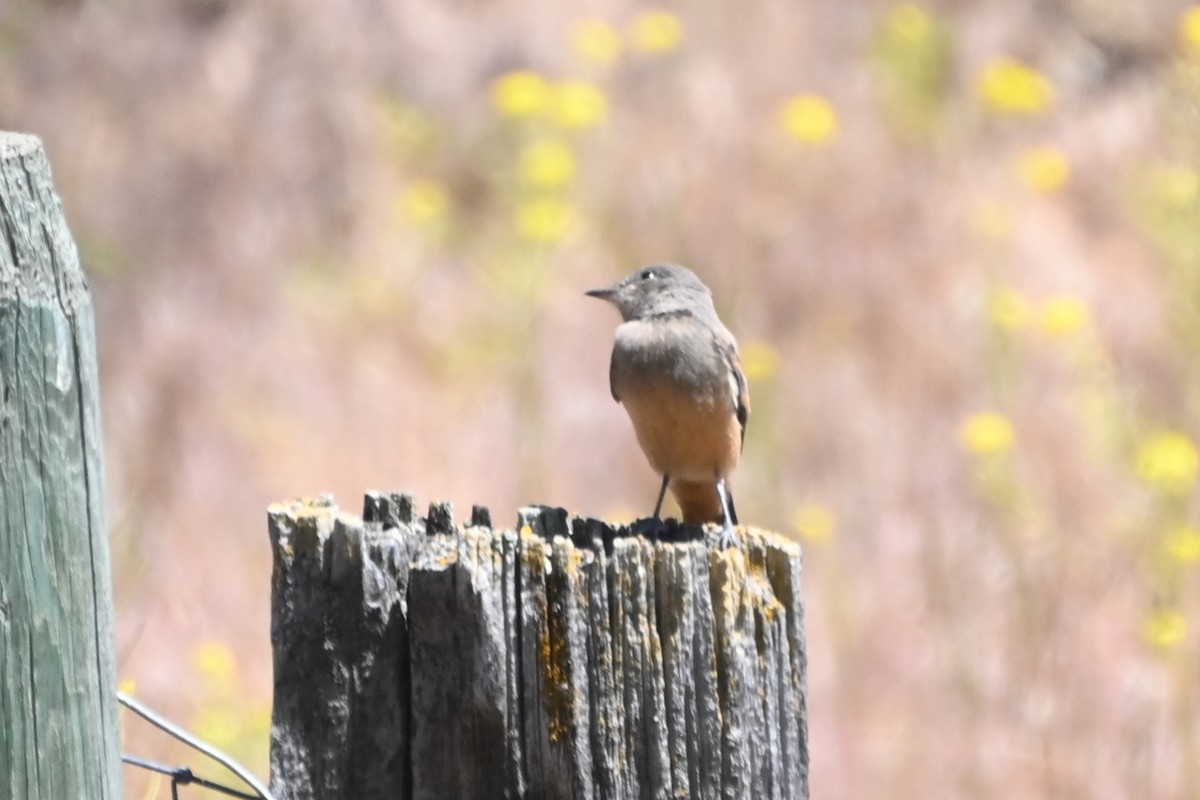 Say's Phoebe - ML637549921