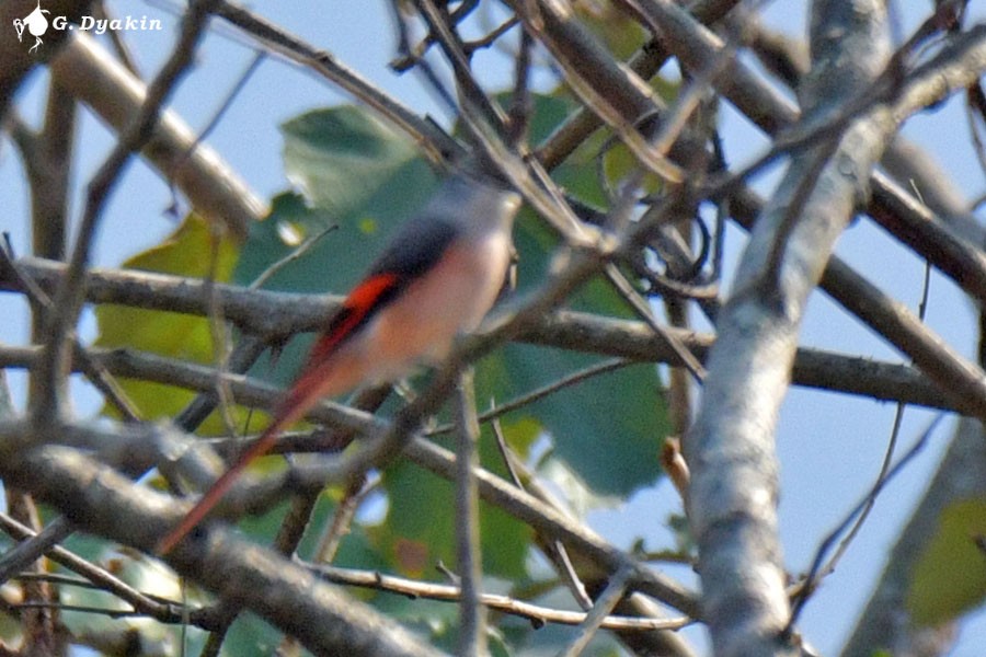 Rosy Minivet - ML637549938
