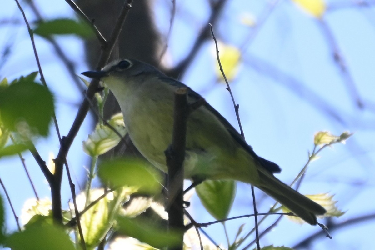 Cassin's Vireo - ML637549964