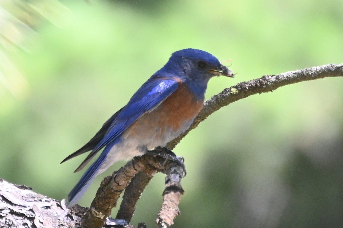 Western Bluebird - ML637549971