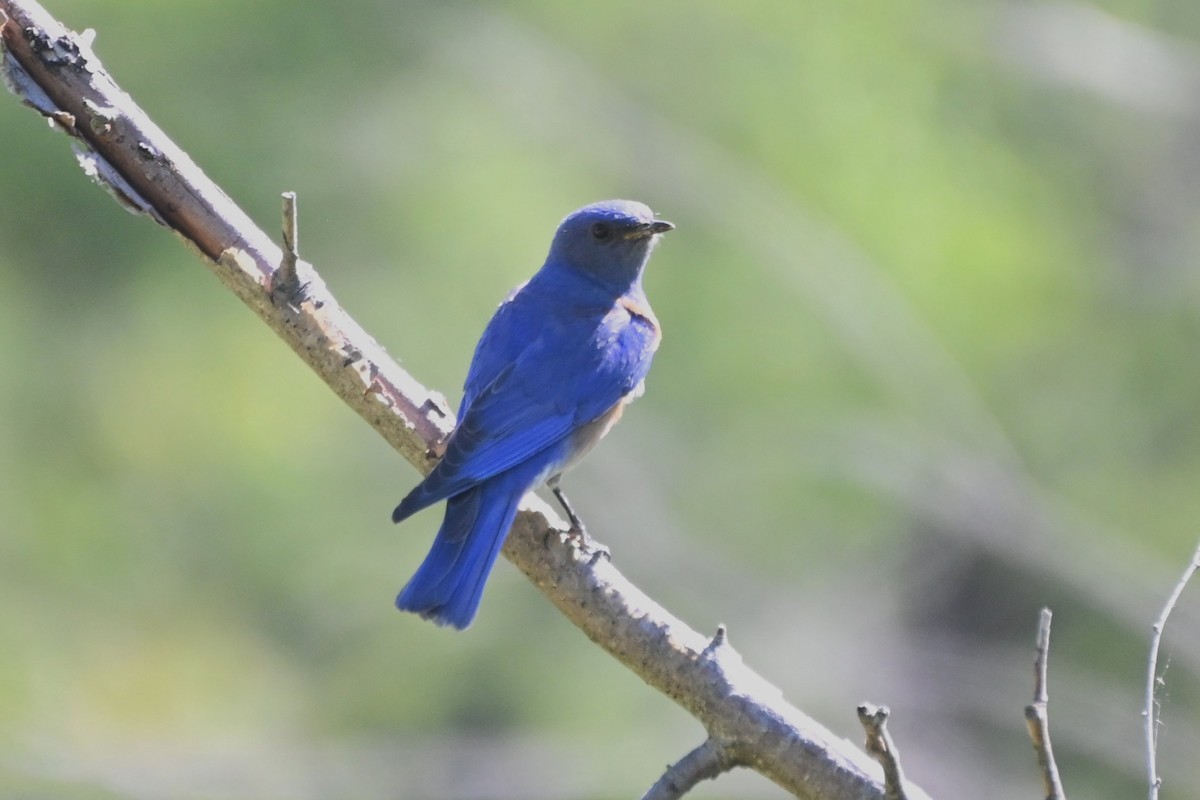 Western Bluebird - ML637549972
