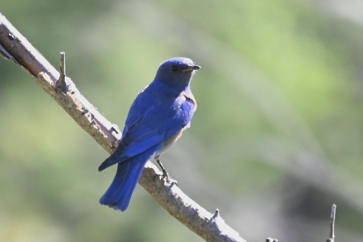 Western Bluebird - ML637549973