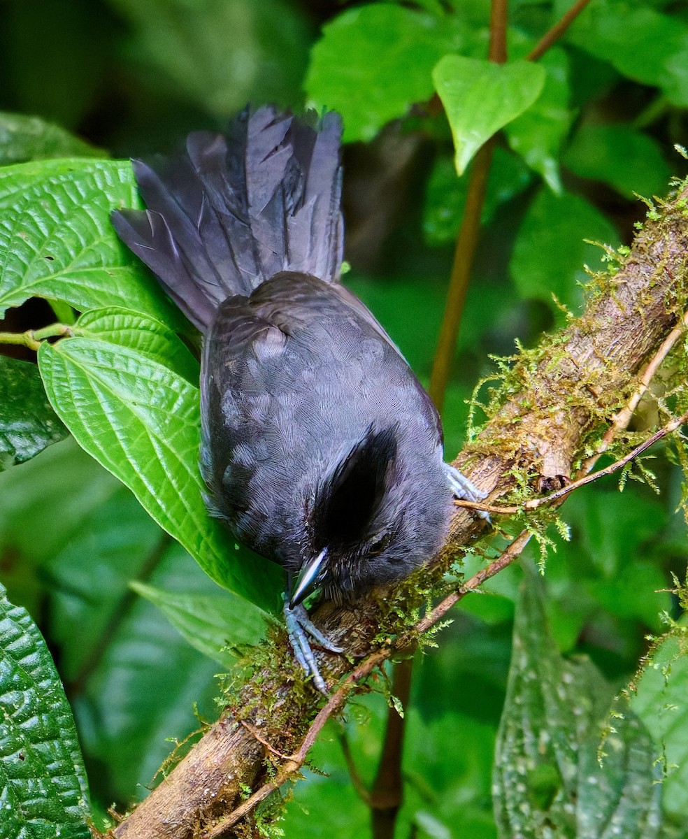 Tufted Antshrike - ML637549981