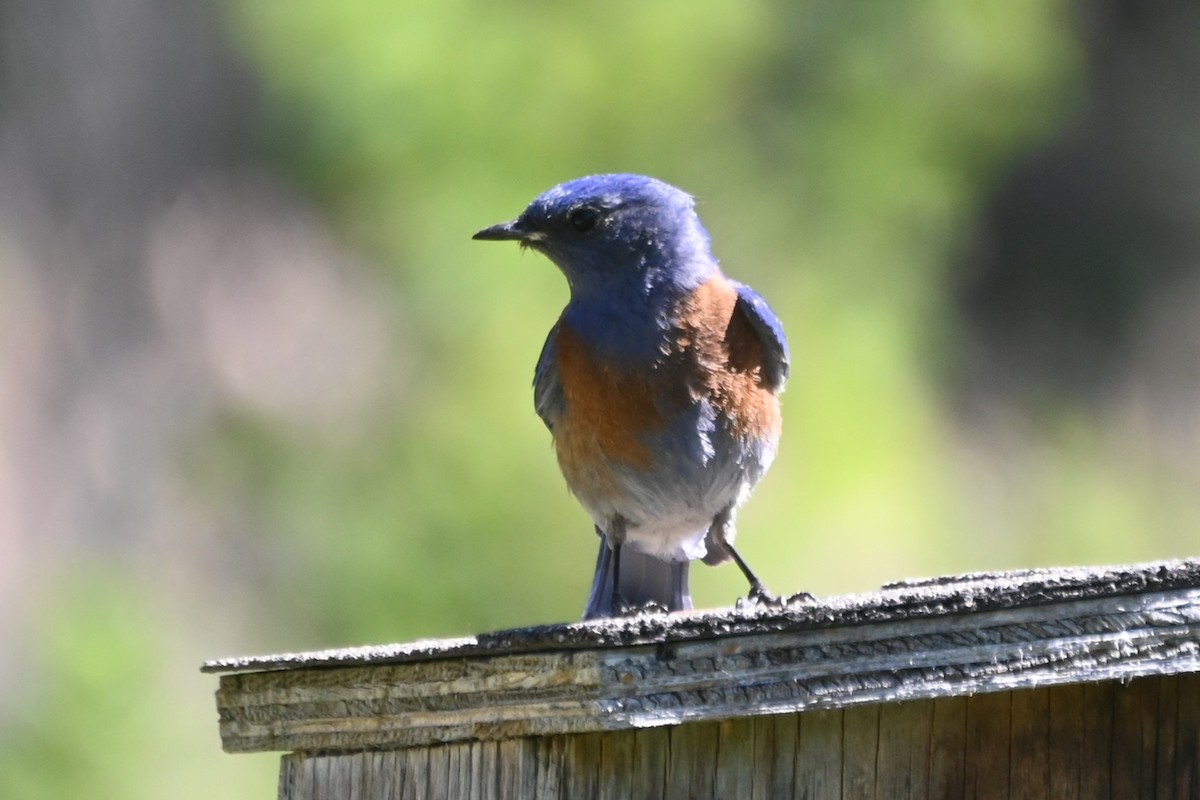 Western Bluebird - ML637549982