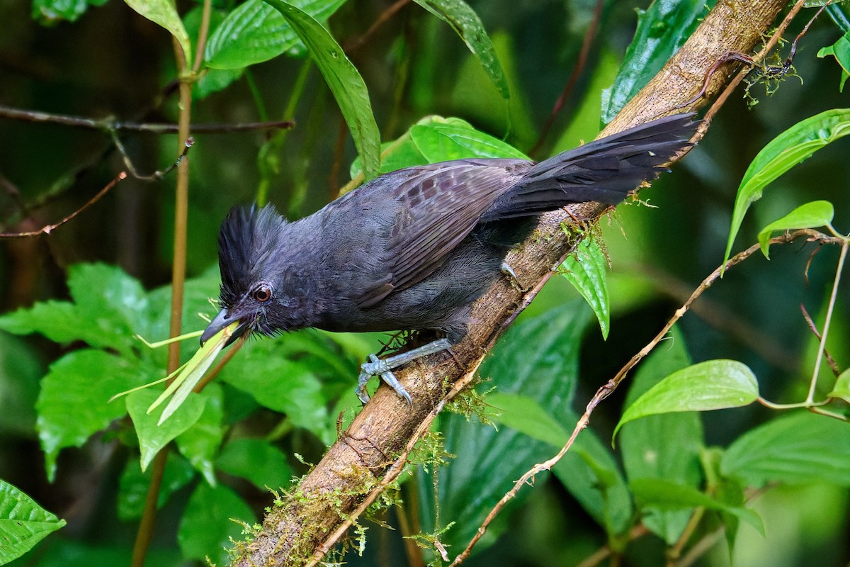 Tufted Antshrike - ML637549984