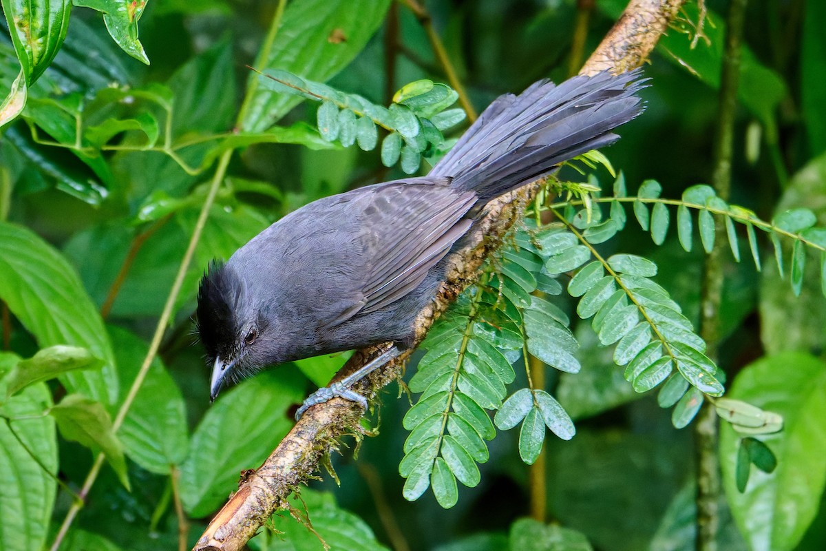 Tufted Antshrike - ML637549985