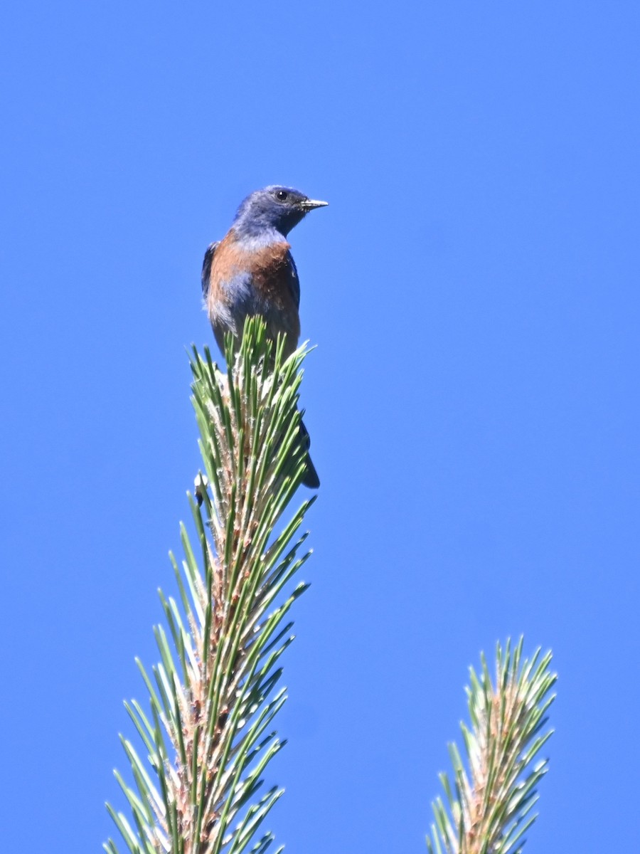 Western Bluebird - ML637549986