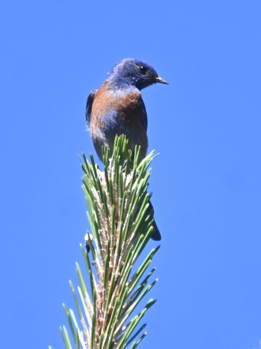 Western Bluebird - ML637549987