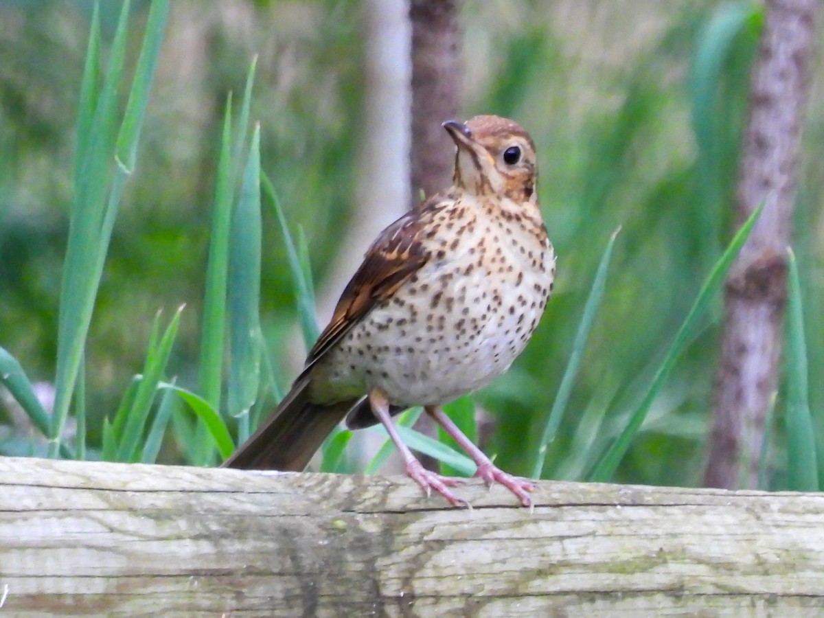 Song Thrush - ML637549991