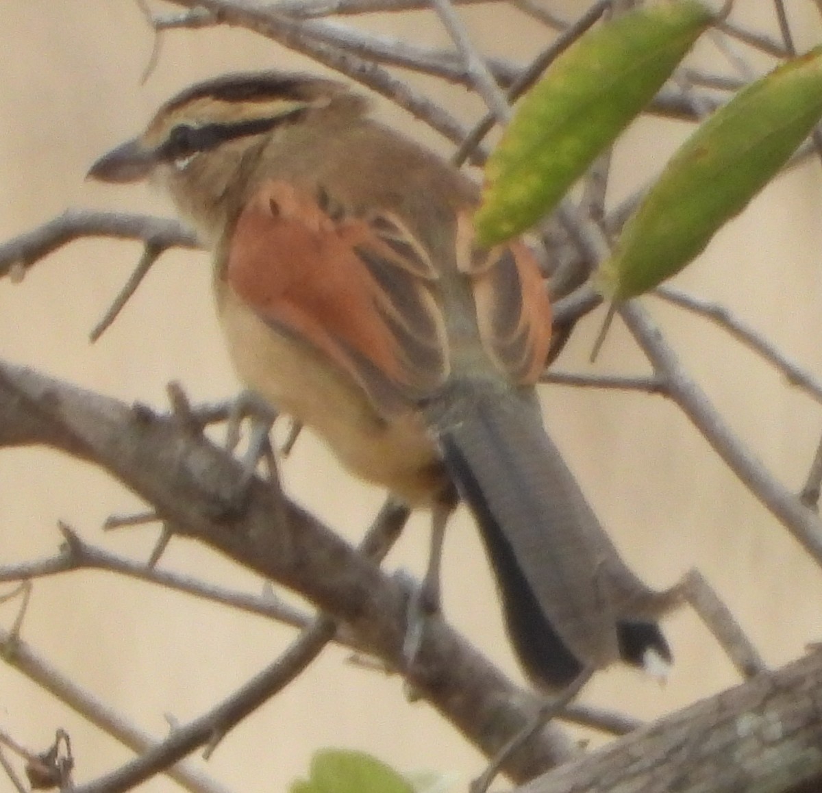 Brown-crowned Tchagra - ML637550015