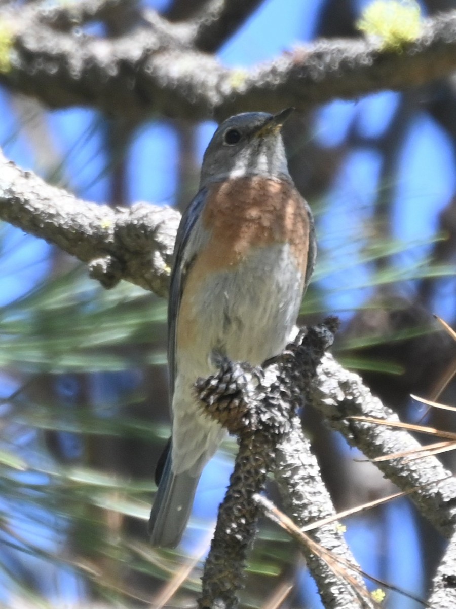Western Bluebird - ML637550027