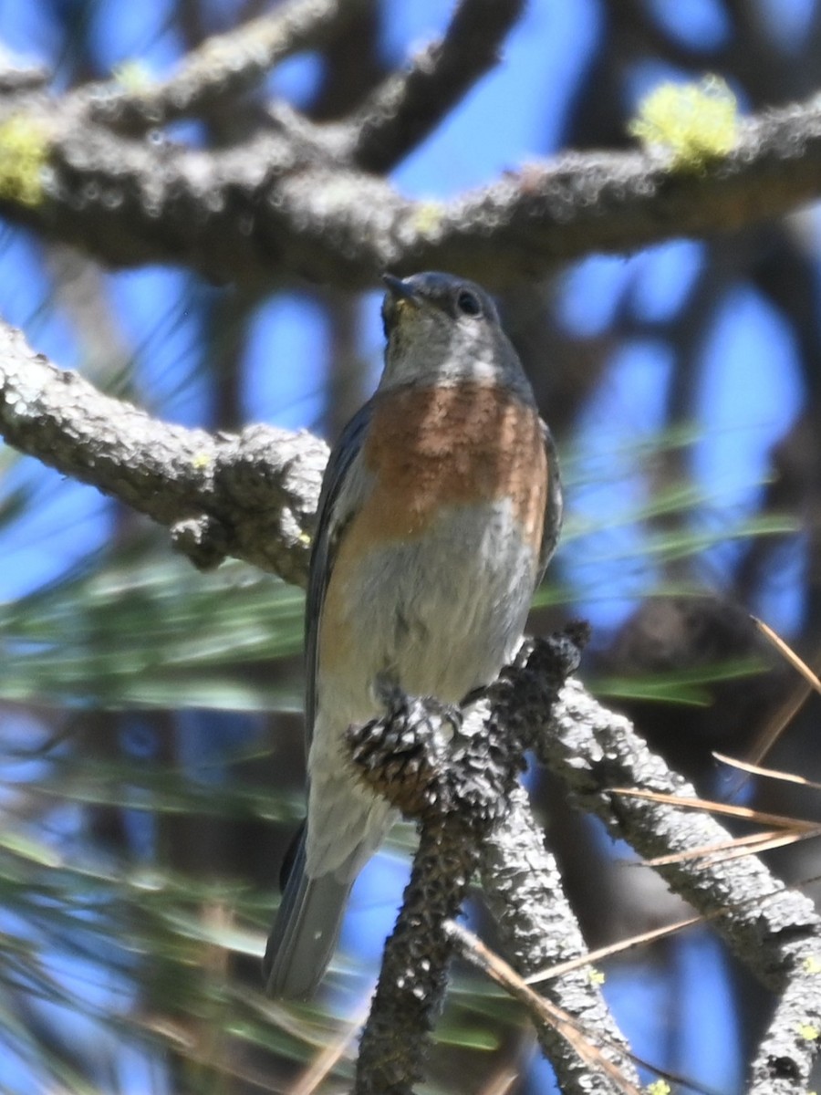 Western Bluebird - ML637550030