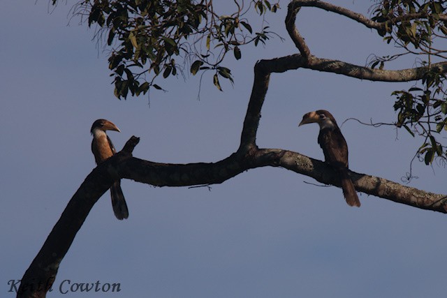 Brown Hornbill - ML637550055