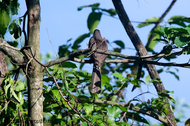Brown Hornbill - ML637550056