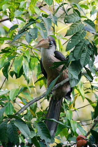 Brown Hornbill - ML637550058