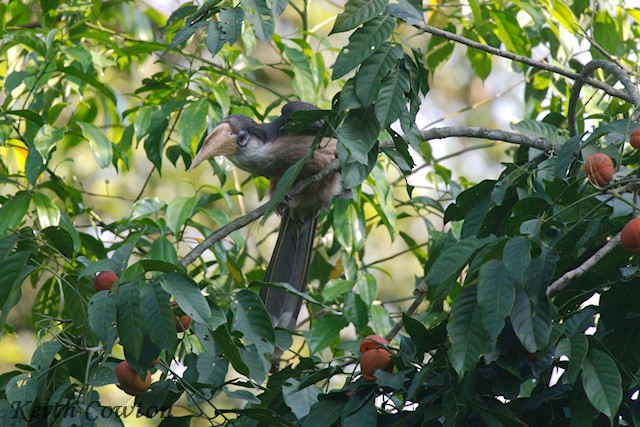 Brown Hornbill - ML637550059