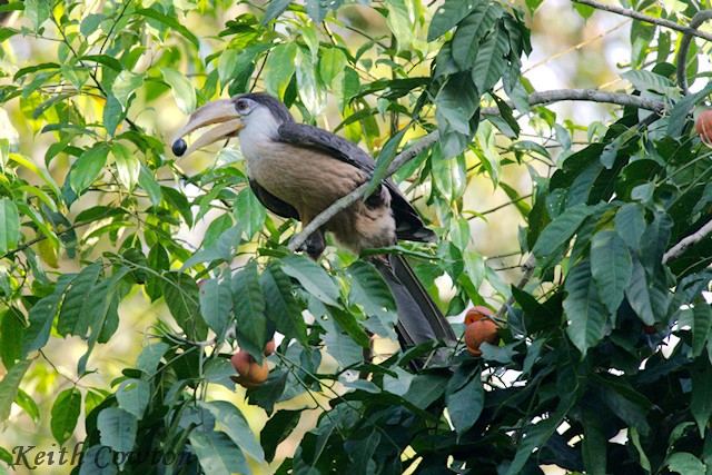 Brown Hornbill - ML637550060