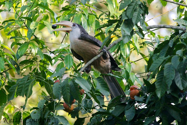 Brown Hornbill - ML637550061
