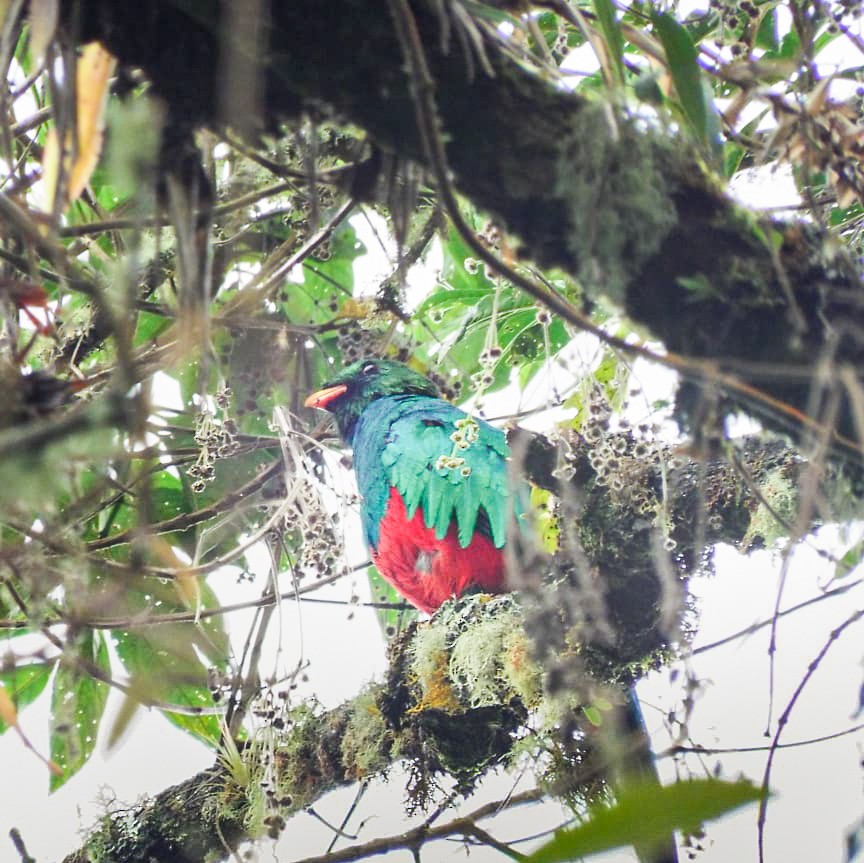 Golden-headed Quetzal - ML637550109