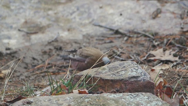 Gray-crowned Rosy-Finch - ML637550128