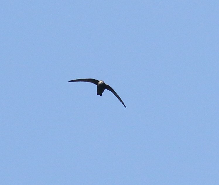 Black Swift - ML637550137