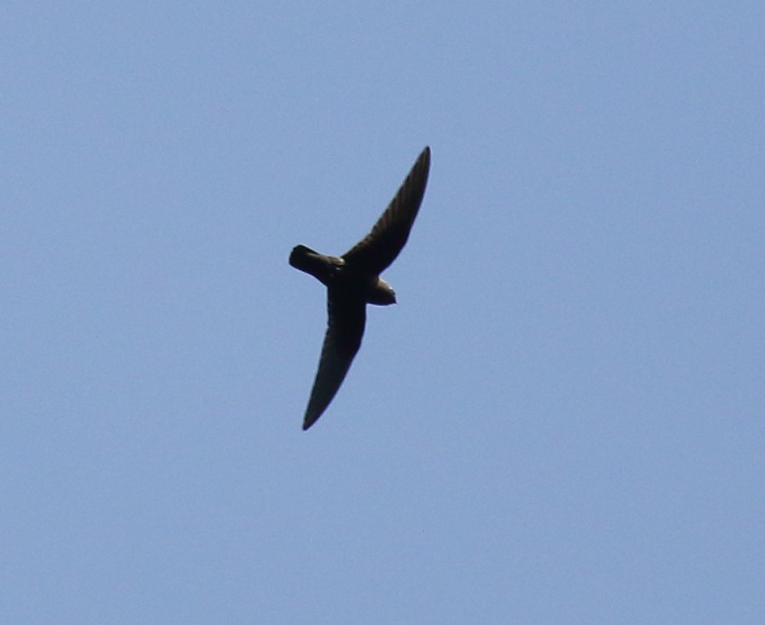 Black Swift - ML637550138
