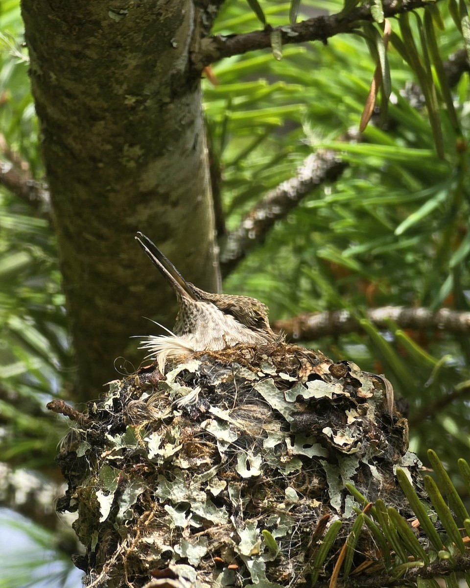 Rufous Hummingbird - ML637550139