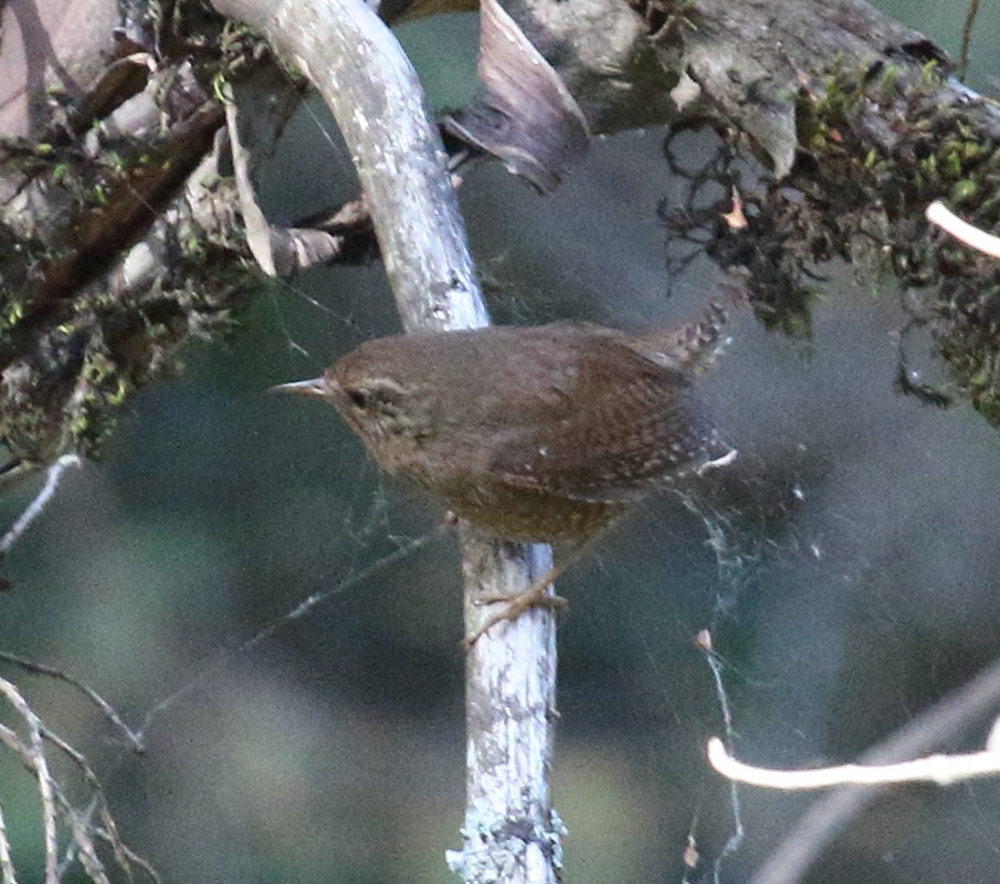 Pacific Wren - ML637550141