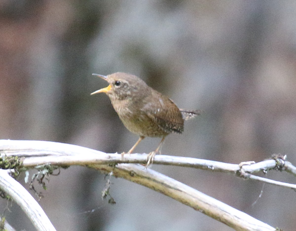 Pacific Wren - ML637550142
