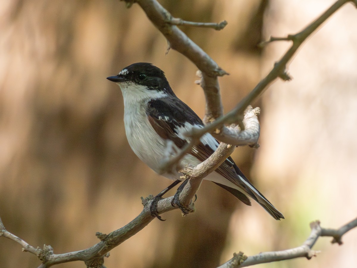 Semicollared Flycatcher - ML637550194