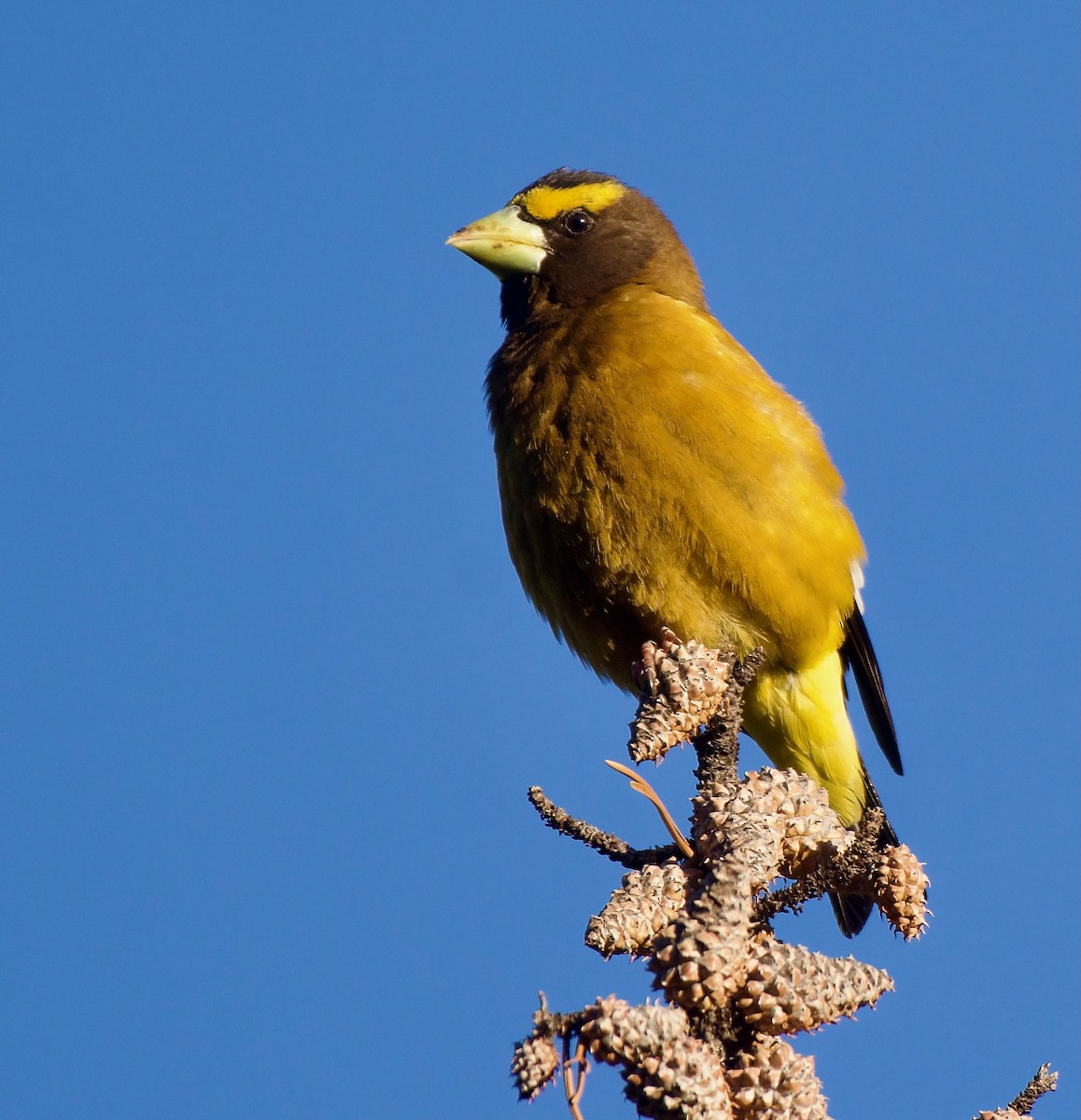 Evening Grosbeak - ML637550218