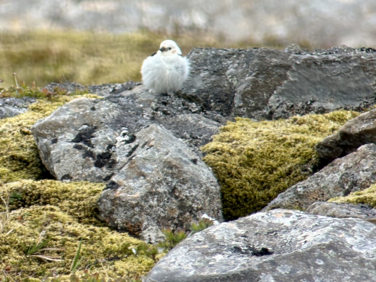 Snow Bunting - ML637550238
