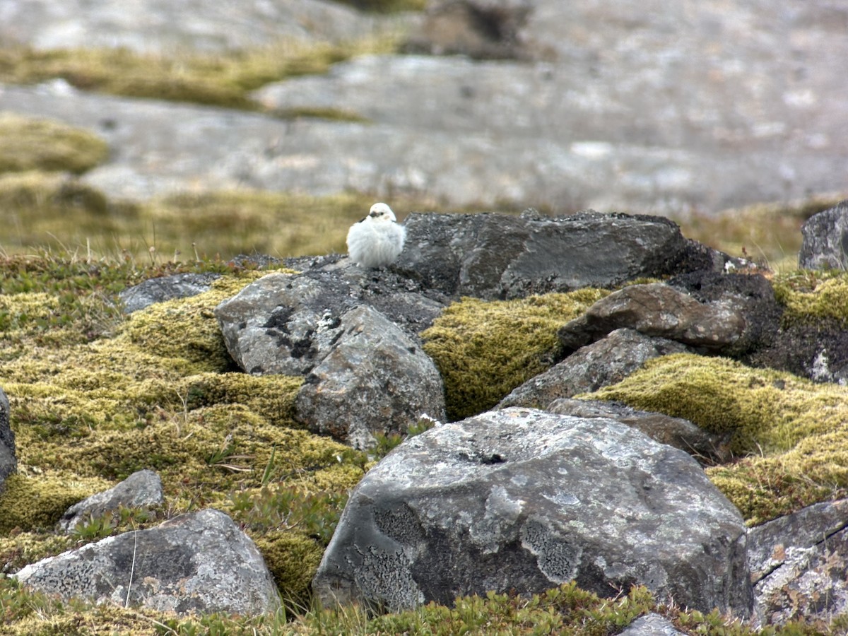 Snow Bunting - ML637550239