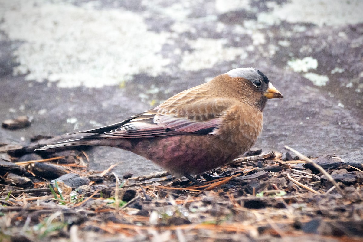 Gray-crowned Rosy-Finch - ML637550257