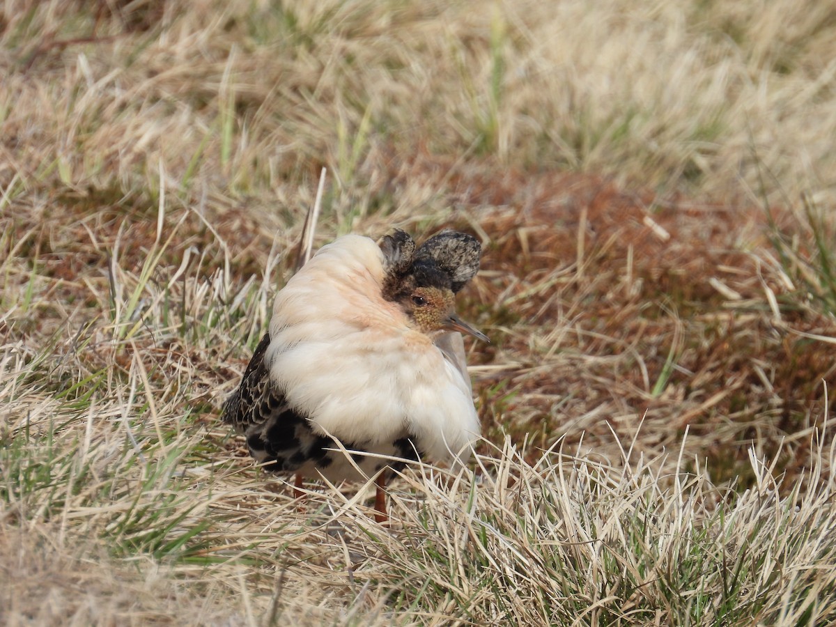 Ruff - ML637550282