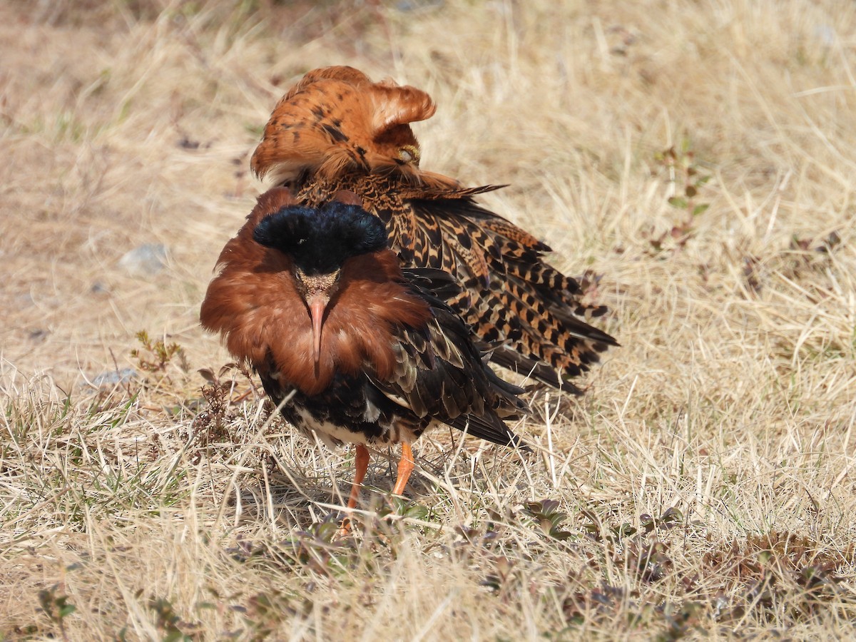 Ruff - ML637550285