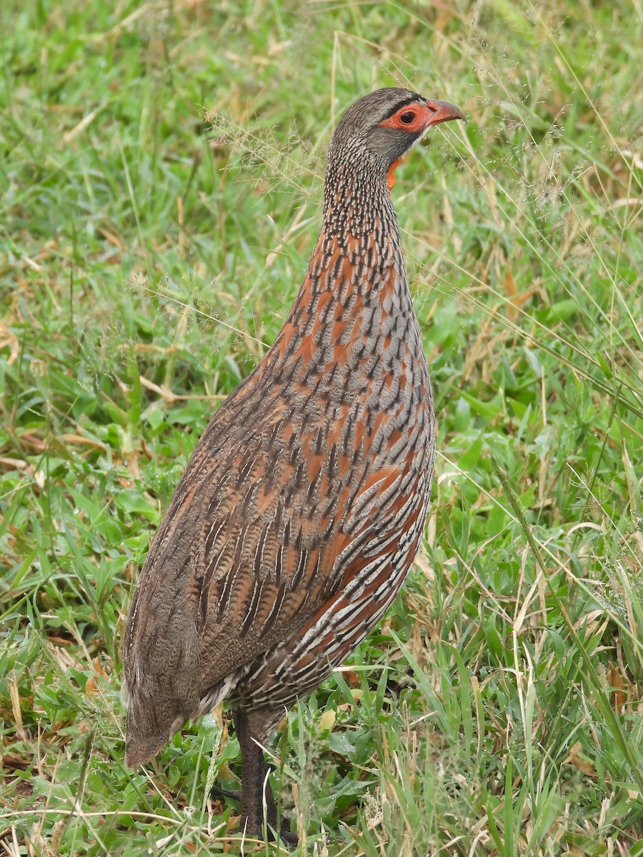 Gray-breasted Spurfowl - ML637550309