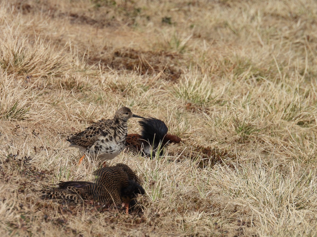 Ruff - ML637550319