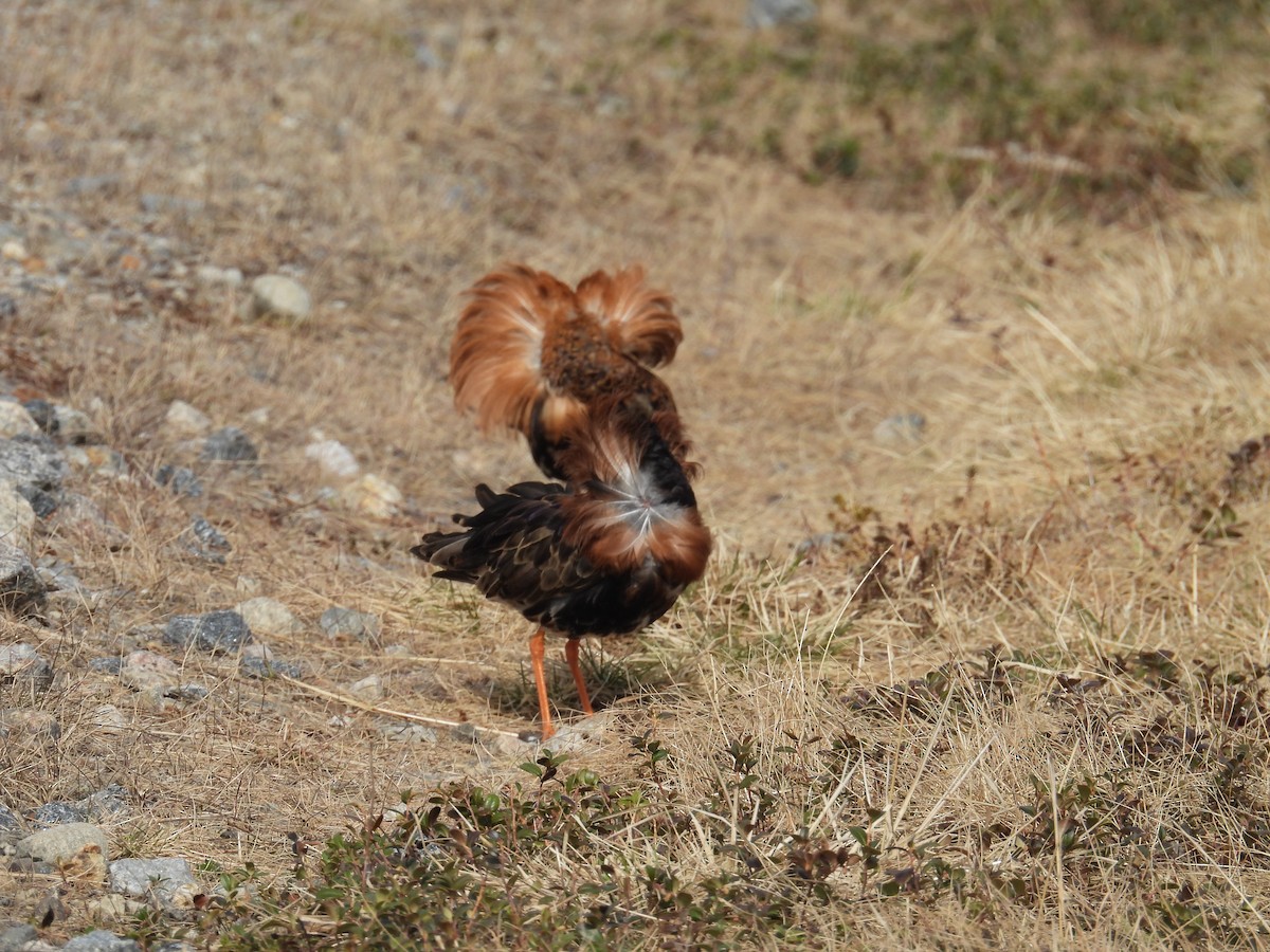 Ruff - ML637550375
