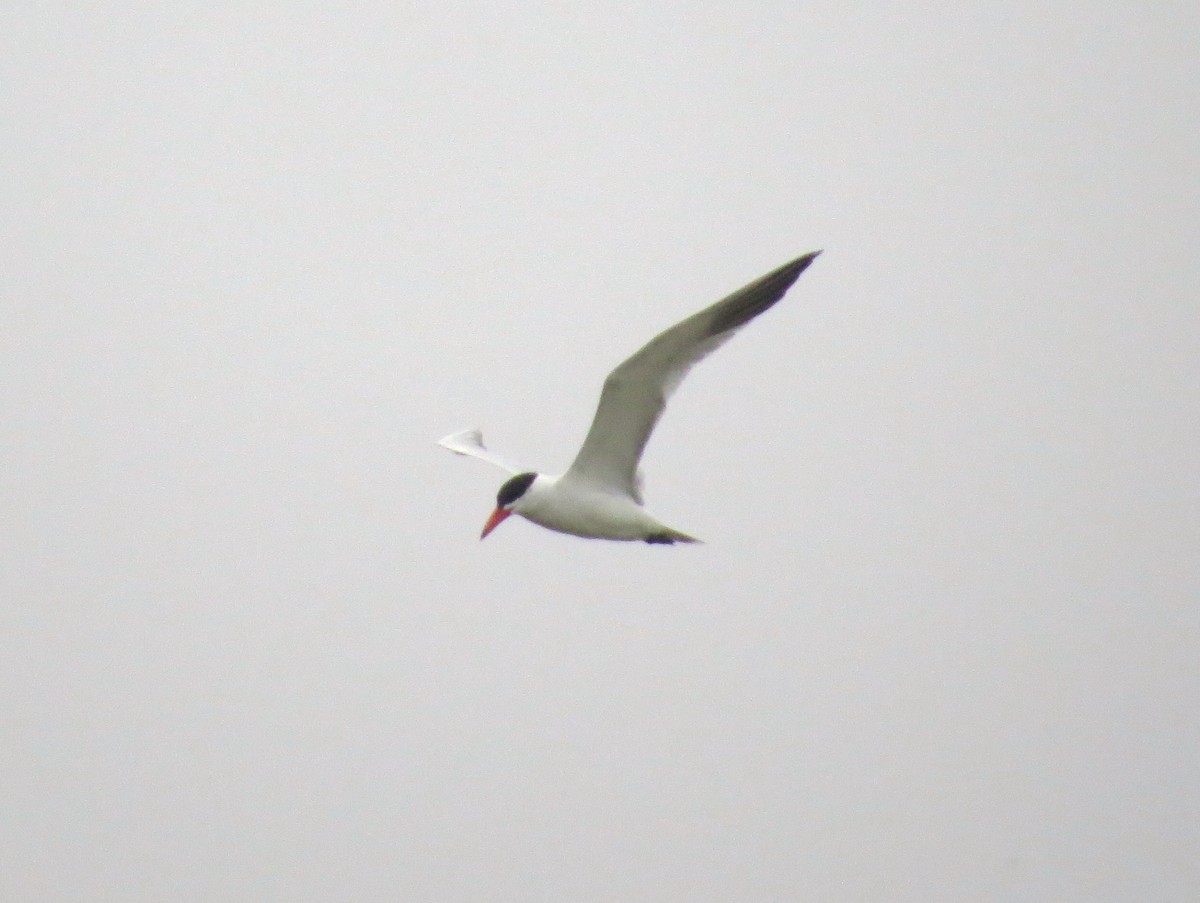 Caspian Tern - ML637550391