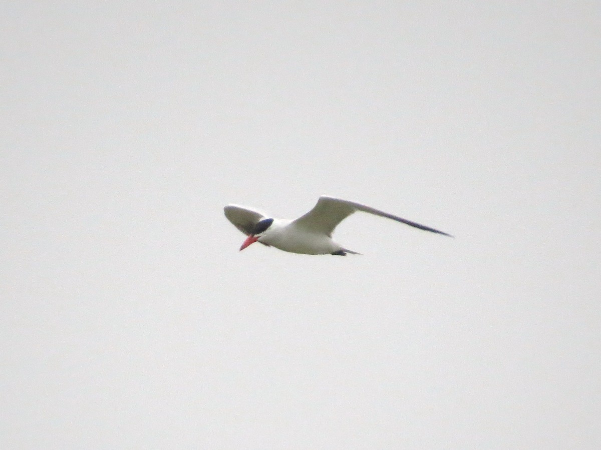 Caspian Tern - ML637550392