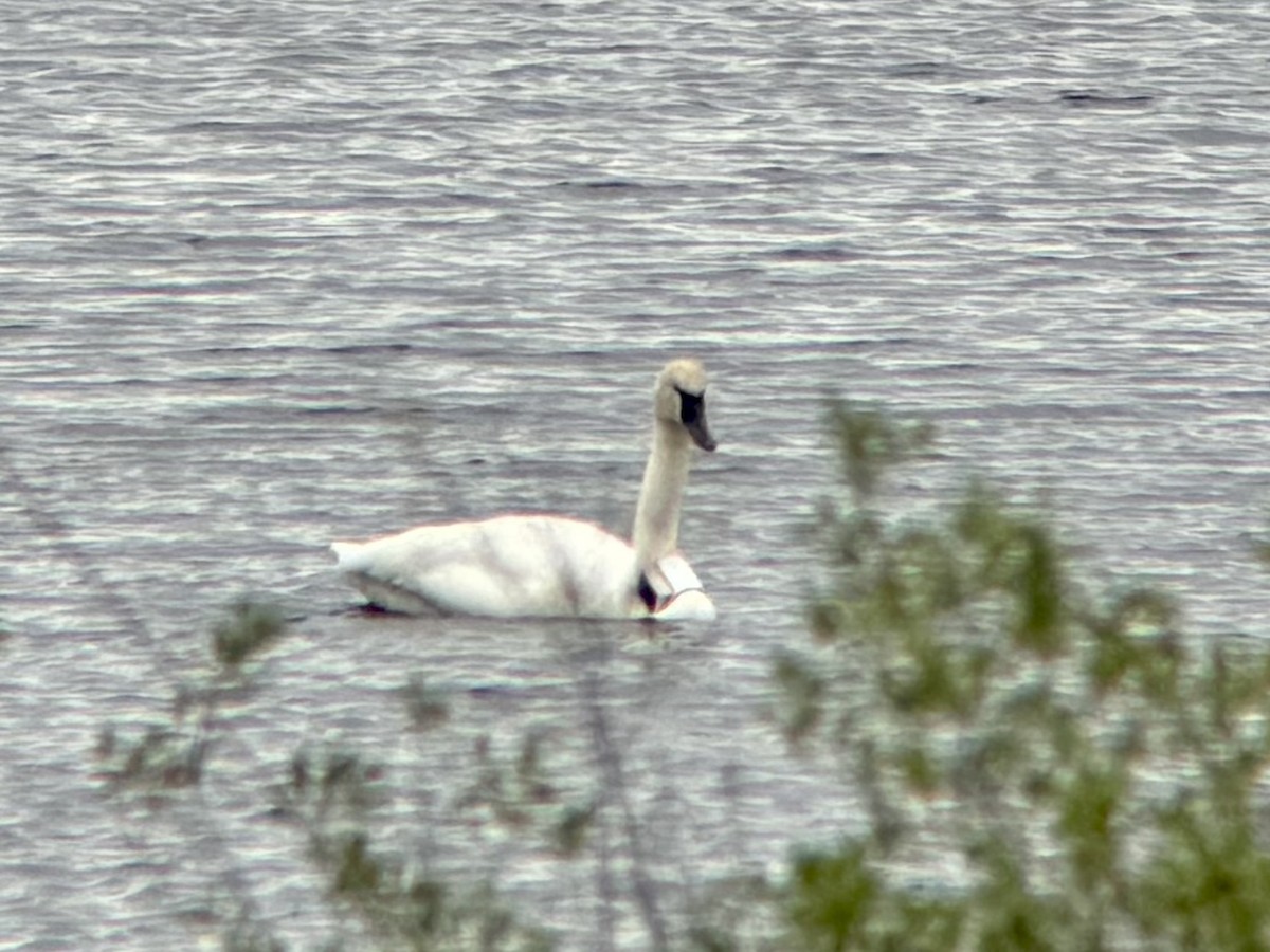 Cisne Trompetero - ML637550394